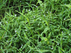 Murdannia keisak