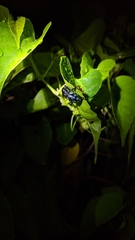 Pachyrhynchus sarcitis