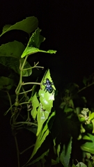 Pachyrhynchus sarcitis