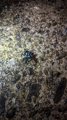 Pachyrhynchus sarcitis