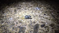 Pachyrhynchus sarcitis