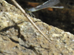Ischnura perparva