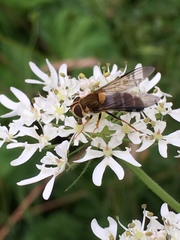 Leucozona glaucia