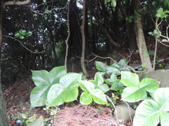 Pinellia tripartita