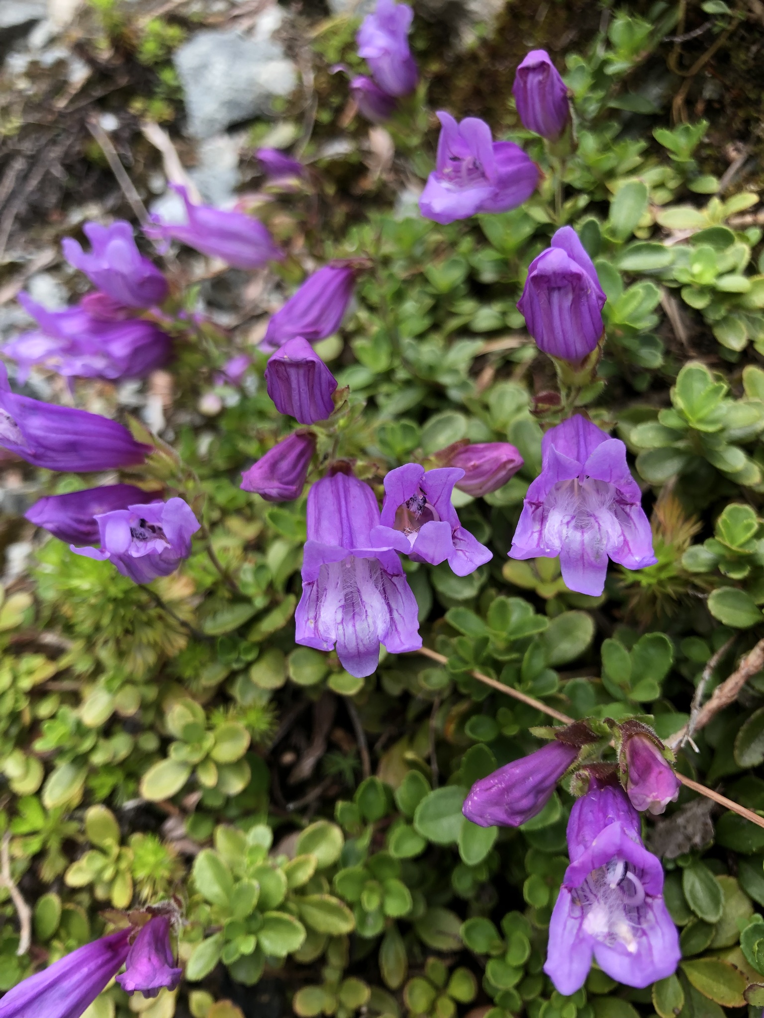 Penstemon davidsonii