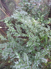 Zanthoxylum schinifolium