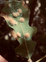 Atrusca trimaculosa