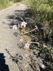 Ipomopsis aggregata candida