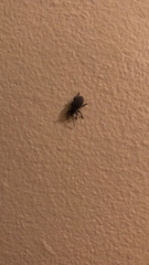 Otiorhynchus sulcatus