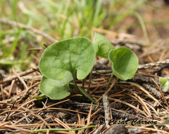 Dichondra brachypoda