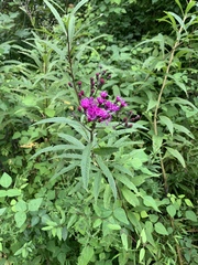 Vernonia flaccidifolia