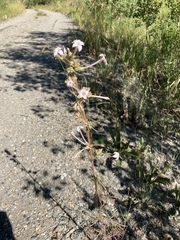 Ipomopsis aggregata candida