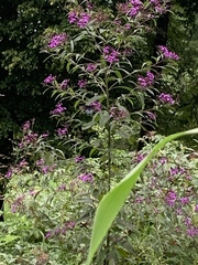 Vernonia flaccidifolia