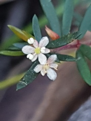 Micrantheum ericoides