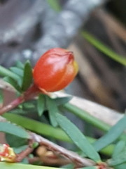 Micrantheum ericoides