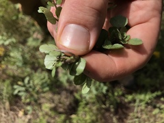 Phyllotreta cruciferae