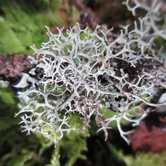 Pseudevernia cladonia