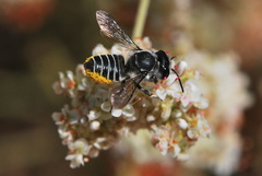 Megachile