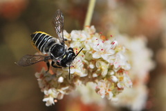 Megachile