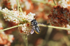 Megachile