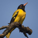 Black-hooded Oriole - Photo (c) Tarique Sani, some rights reserved (CC BY-NC-SA)