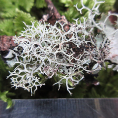 Pseudevernia cladonia