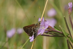 Epilobium gunnianum