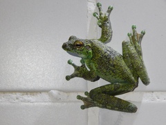 Ocellated Treefrog photo 2