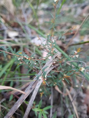 Micrantheum ericoides