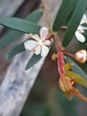 Micrantheum ericoides