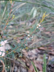 Micrantheum ericoides