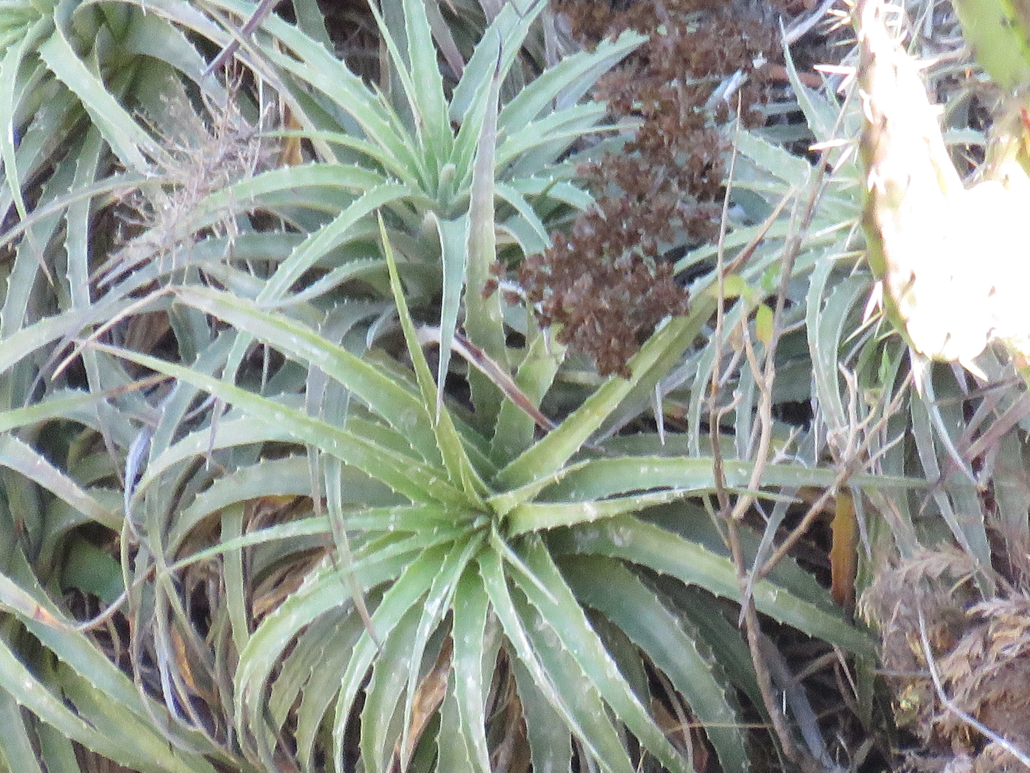 Genus Hechtia · iNaturalist