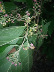 Malpighia mexicana