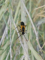 Chauliognathus deceptus