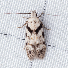 Pseudotelphusa palliderosacella