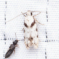 Pseudotelphusa palliderosacella