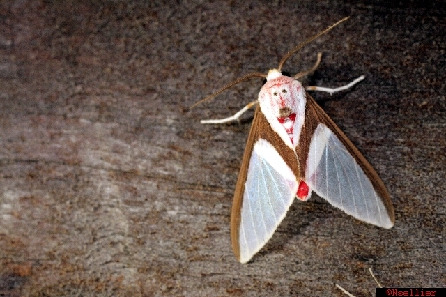 Idalus larissa