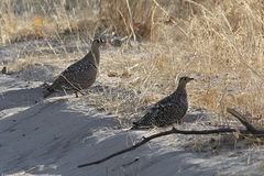 Pterocles bicinctus bicinctus