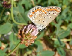 Polyommatus thersites
