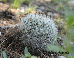 Rapicactus beguinii