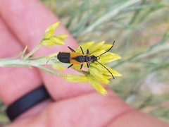 Chauliognathus deceptus