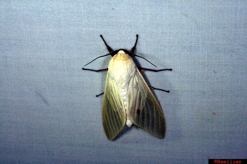 Nyearctia leucoptera