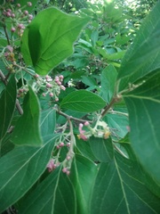 Malpighia mexicana