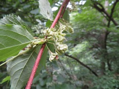 Euptelea polyandra