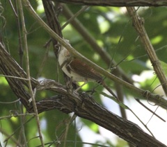 Thryophilus rufalbus