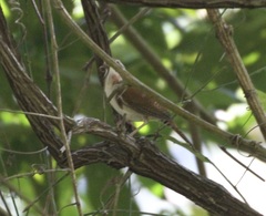 Thryophilus rufalbus