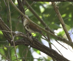 Thryophilus rufalbus