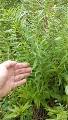 Coryphopteris simulata