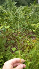 Coryphopteris simulata