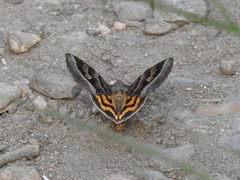 Drasteria adumbrata